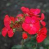 Pelargonium zonal